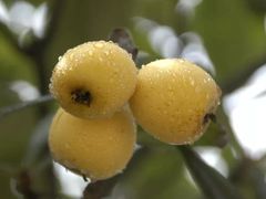 -塘栖枇杷特色园区