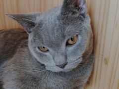 -Let's go狗咖·猫咖·奶狗·桌游(春熙路IFS店)