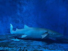 -北戴河圣蓝海洋公园