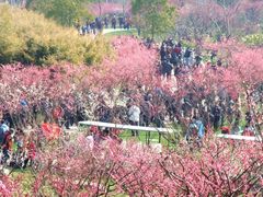 -上海海湾国家森林公园