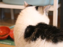 -Cappucimeow猫咪咖啡馆(韦伯时代店)