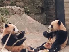-都江堰中华大熊猫苑