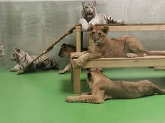 -北京野生动物园