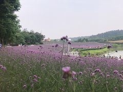 -大塘金香草谷