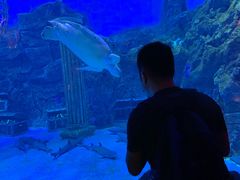 -芜湖新华联大白鲸海洋公园