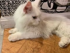 -猫小院猫主题餐厅(三里屯店)