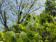 -铁山坪森林公园