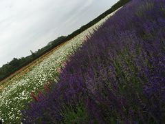 -富田农场