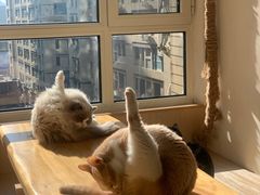 -鼓捣猫呢主题猫咖店