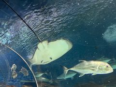 -上海海洋水族馆