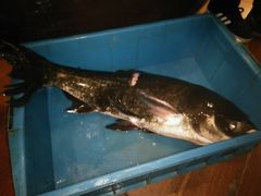 -旭龙鱼头王(航华店)