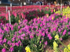 -松山湖梦幻百花洲