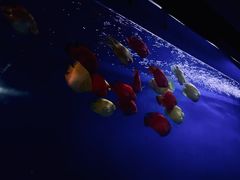 -泗洪洪泽湖湿地景区