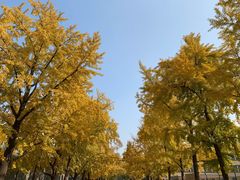 -三里屯东五街银杏大道