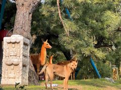 -龙华素斋(龙华路店)