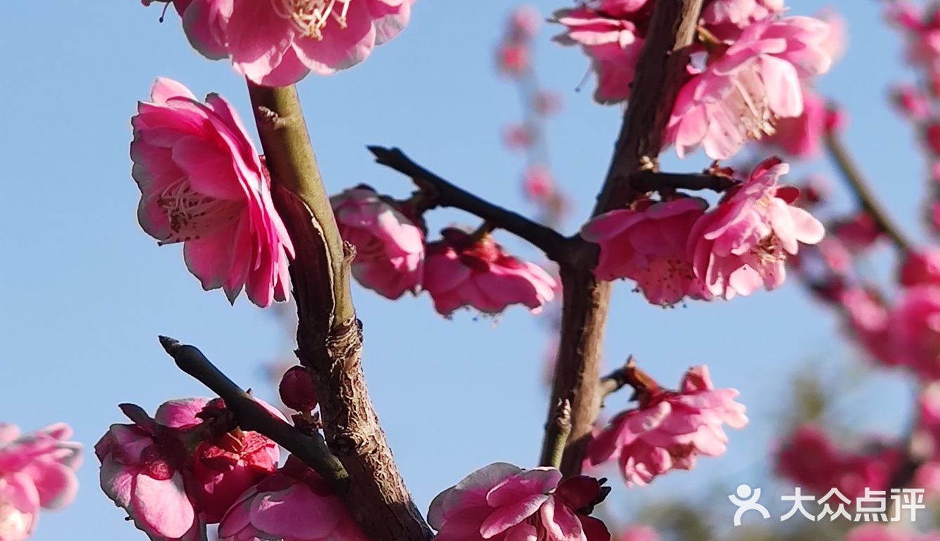 红梅花儿开