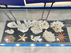 -上海海洋大学鱼文化博物馆(军工路校区)