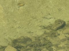 -两河城市森林公园