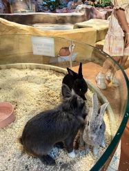 -奇幻萌宠部落(映月湖环宇城店)