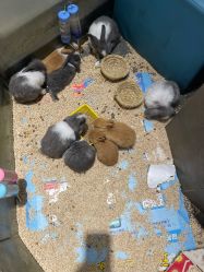 -卡通尼·Safari非洲探索乐园·生日会(金桥国际商业广场店)