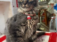 -吴叔烧腊(老虎桥店)