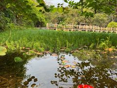 -中国科学院西双版纳热带植物园