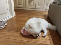 -佳雯宠物医院·皮肤科·内外科(春晓路分院)