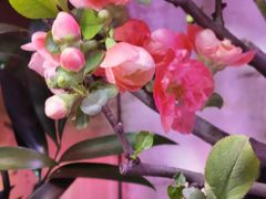 -花鸟鱼虫鲜花绿植市场(玉泉路店)