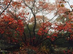 -北京凤凰岭