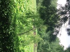 -合肥滨湖国家森林公园