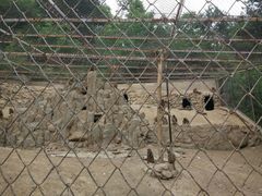 -王顺山国家森林公园