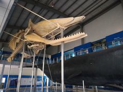 -上海海洋大学鱼文化博物馆(军工路校区)