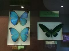 -上海昆虫博物馆