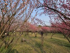 -蜀冈西峰生态公园