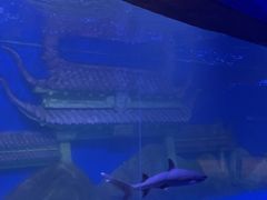 -秦皇岛新澳海底世界