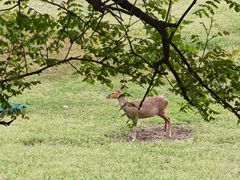 -北京麋鹿生态实验中心