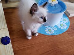-猫爪屋猫咖(乐汇城店)