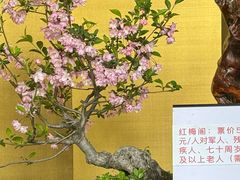 -红梅公园