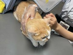 -谐和贝康宠物医院24小时·宠保定点(急重症转诊中心)