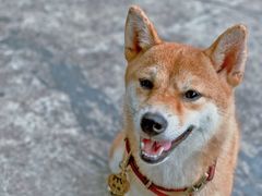 -柴犬高等学院·狗咖·柴犬售卖·宠物训练