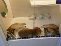 -小猫来了·猫舍(红山六九七九店)