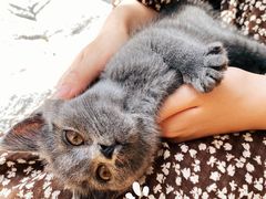 -猫咪派对(江南西店)