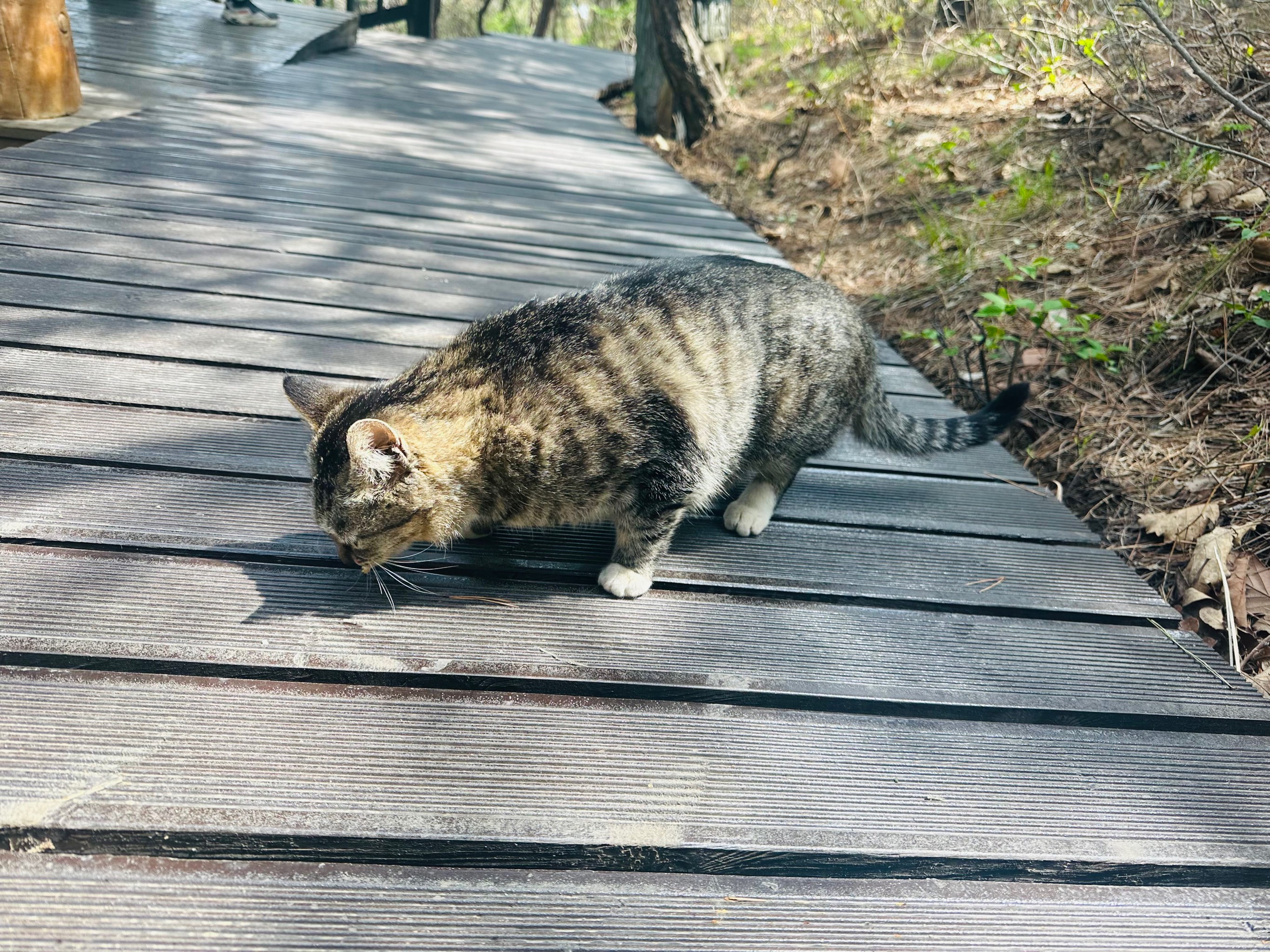 吉林北山小猫图片