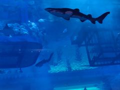 -迪拜水族馆及水下动物园