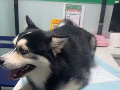 -半岛宠物医院24小时(科华中路店)