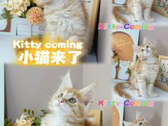 -小猫来了·猫舍(红山六九七九店)