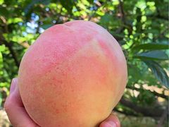 -老袁家蜜桃农场·阳山水蜜桃