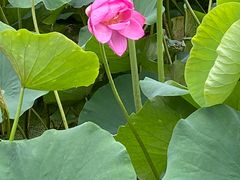 -莲花池公园
