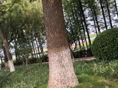 -太湖湖滨国家湿地公园-停车场