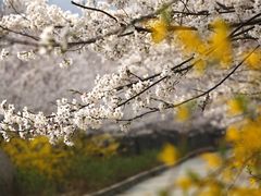 -樱花山风景区